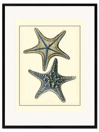 Kunsttryk i ramme Antique Blue Starfish II
