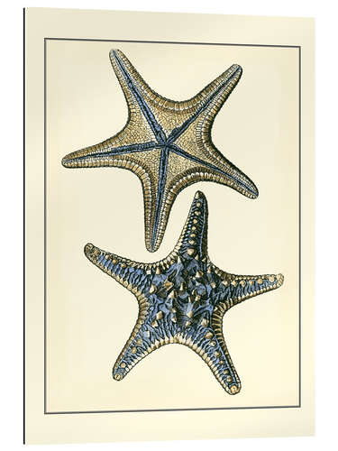 Gallery print Antique Blue Starfish II