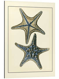 Magnettafel Antiker Blauer Seestern II