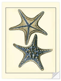 Selvklebende plakat Antique Blue Starfish II