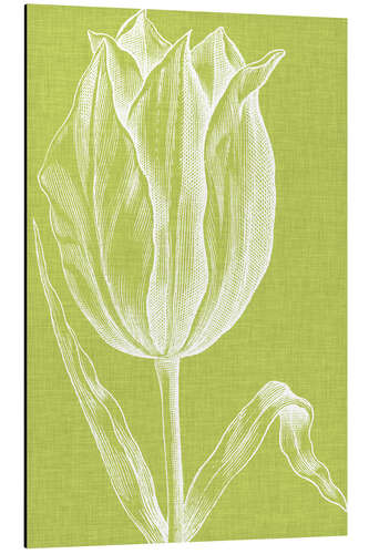 Tableau en aluminium Tulipe chromatique VI