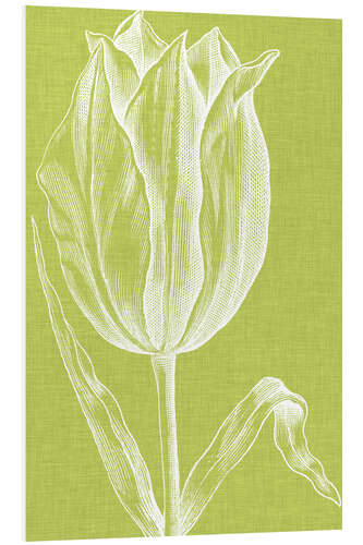 Foam board print Chromatic Tulips VI