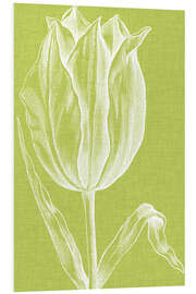 Foam board print Chromatic Tulips VI