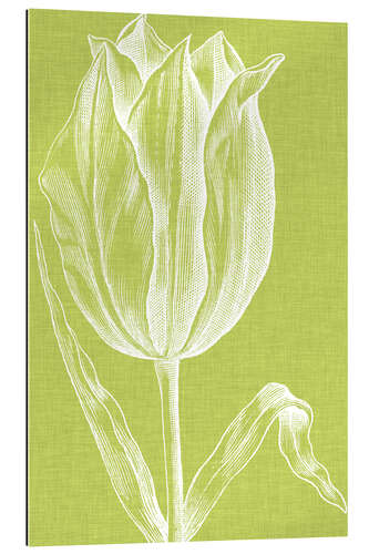 Gallery print Chromatic Tulips VI