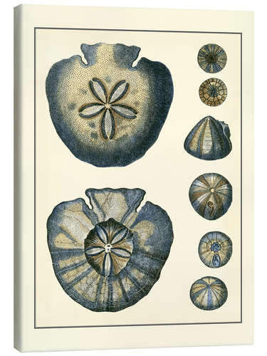 Canvas-taulu Antique Blue Sanddollar