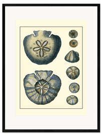 Gerahmter Kunstdruck Antiker Blauer Sanddollar