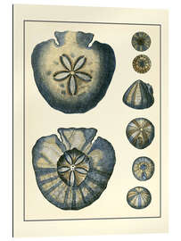 Gallery print Antique Blue Sanddollar