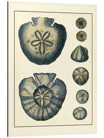 Magnettafel Antiker Blauer Sanddollar