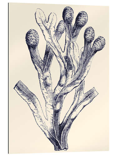 Gallery print Indigo Kelp II