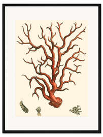 Gerahmter Kunstdruck Rote Koralle IV