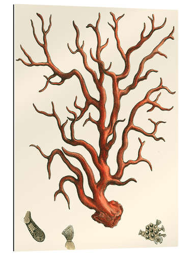 Gallery print Red Coral IV