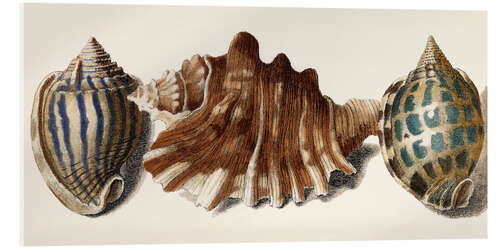 Acrylic print Shell Trio II