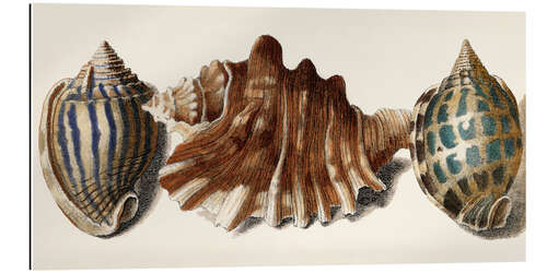 Galleriprint Shell Trio II