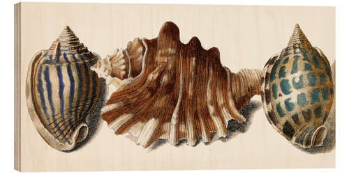 Wood print Shell Trio II