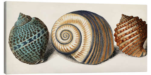 Lærredsbillede Shell Trio I