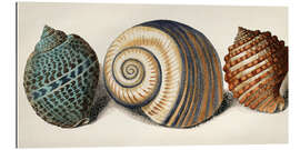 Galleritryk Shell Trio I