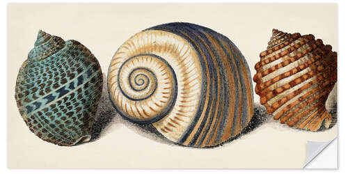 Muursticker Shell Trio I