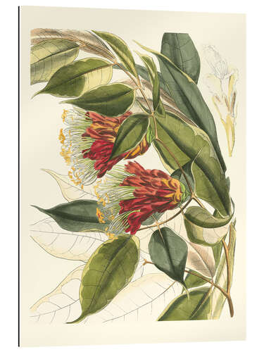 Gallery print Fantastical Botanical II