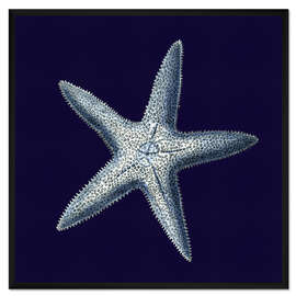 Gerahmter Kunstdruck Indigo Muschel IV