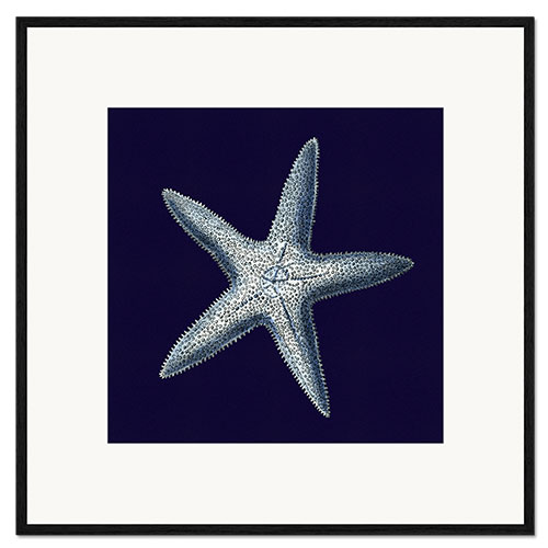 Framed art print Indigo shell IV