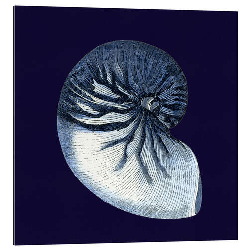 Gallery print Indigo shell VII