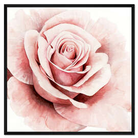 Gerahmter Kunstdruck Zarte Rose I