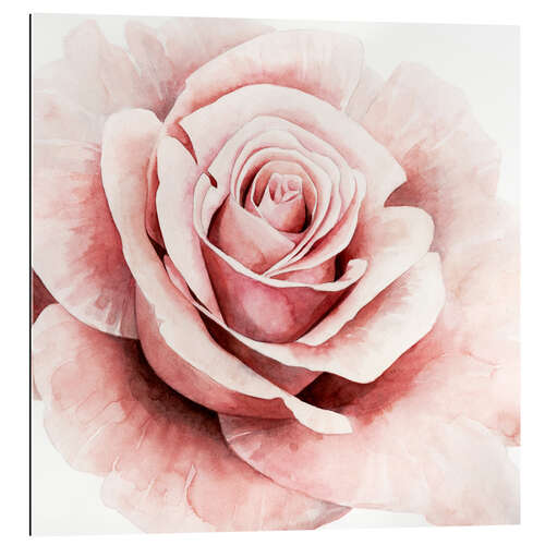 Gallery Print Zarte Rose I