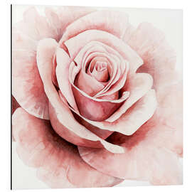 Magnettafel Zarte Rose I