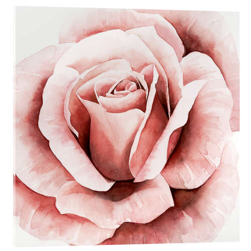 Acrylic print Delicate Rose II