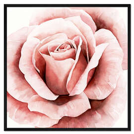 Gerahmter Kunstdruck Zarte Rose II