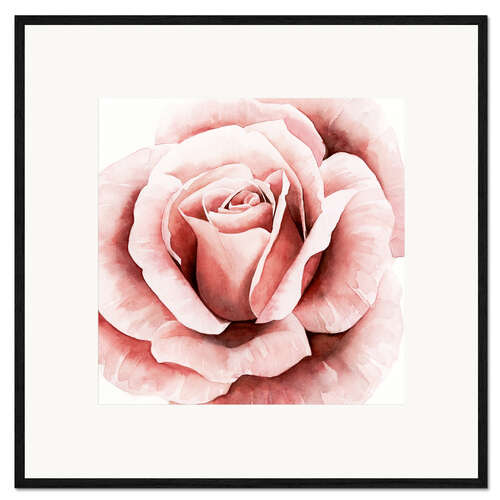 Framed art print Delicate Rose II