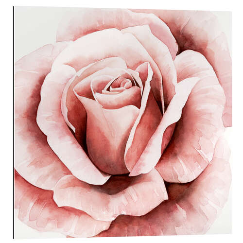 Gallery print Delicate Rose II