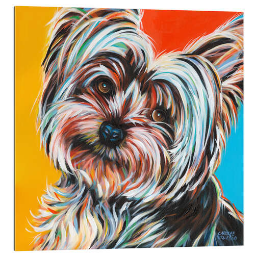 Gallery print Sweet Yorkie II