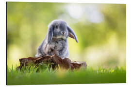 Aluminium print Rabbit Baby