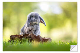 Naklejka na ścianę Rabbit Baby