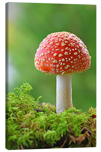 Lerretsbilde Toadstool