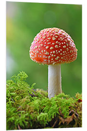 Foam board print Toadstool