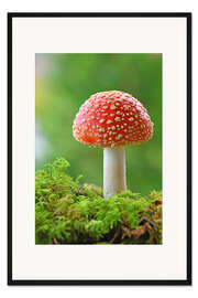 Gerahmter Kunstdruck Fliegenpilz