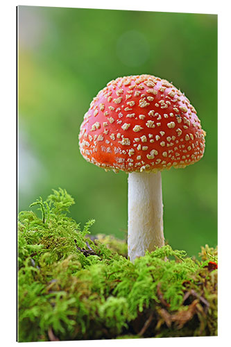 Galleritryk Toadstool