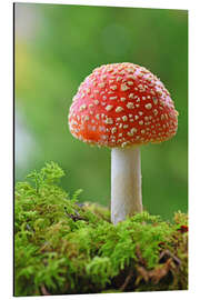 Magnettafel Fliegenpilz