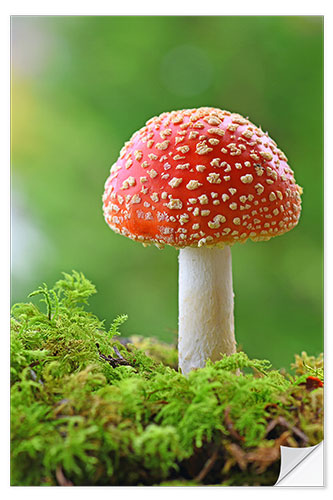 Sisustustarra Toadstool