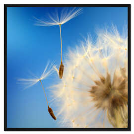 Gerahmter Kunstdruck Feine Fallschirmchen