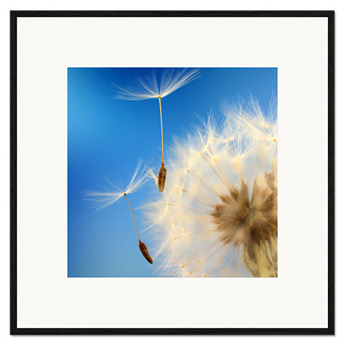 Inramat konsttryck Fine parachutes