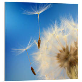 Magnettafel Feine Fallschirmchen