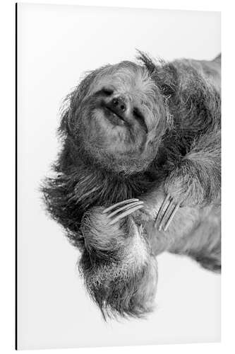 Aluminium print Three-toed sloth