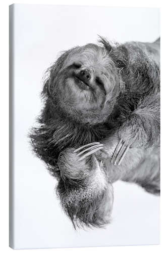 Canvas print Three-toed sloth