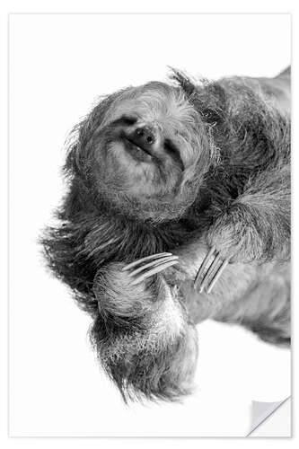 Wall sticker Three-toed sloth