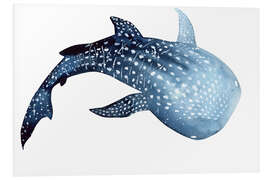 Foam board print Whale Shark