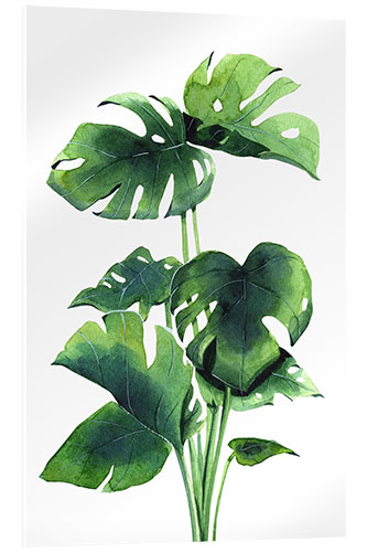 Obraz na szkle akrylowym Monstera plant