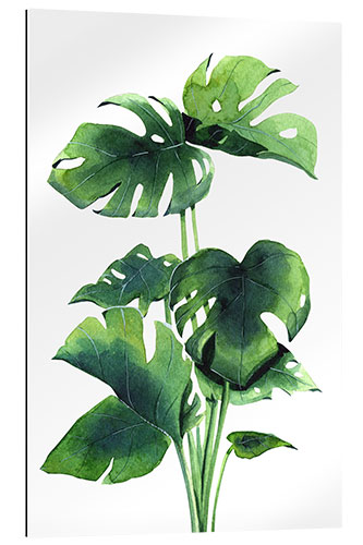 Cuadro de plexi-alu Planta de Monstera